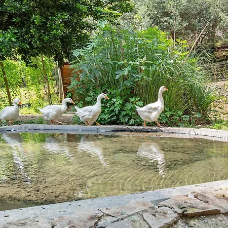 Kır Evi La Liguria Tra Gli Ulivi 2 *